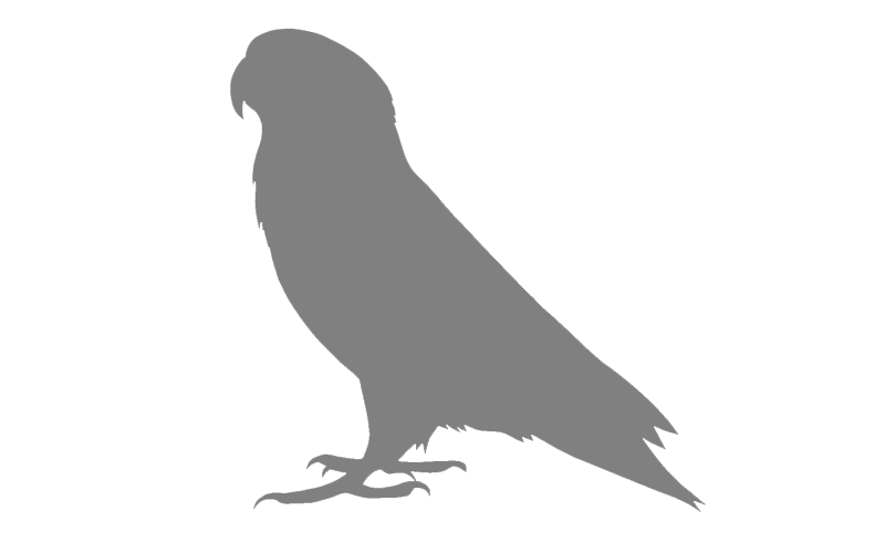 Default Lovebird Image