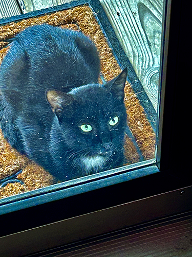 Image of Tuxedo