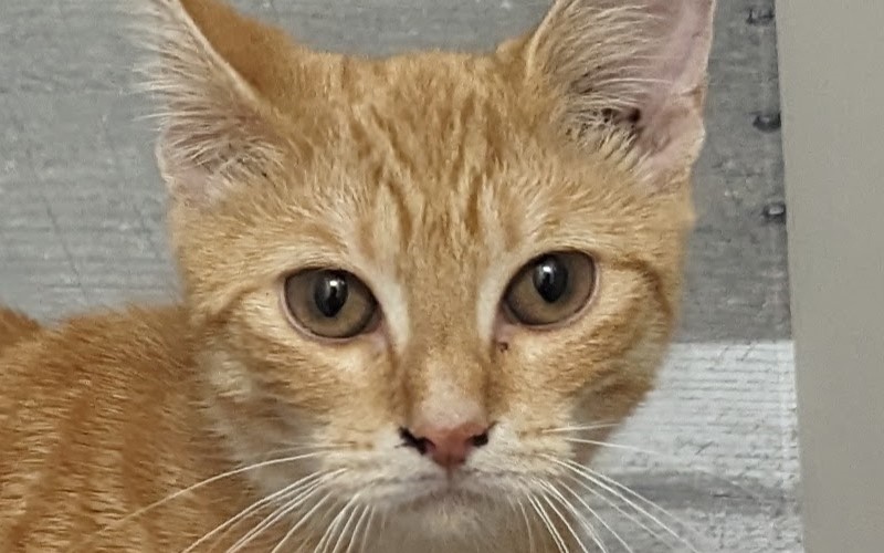 Image of Kitten 