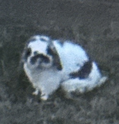 Image of Oreo