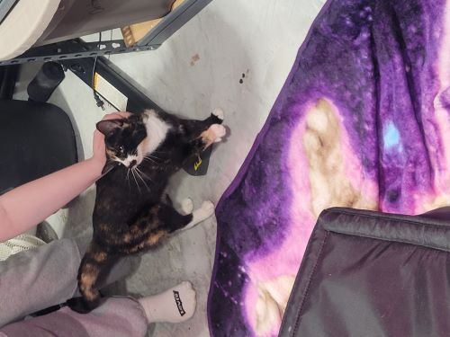Image of Missy