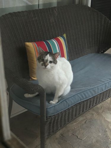 Image of Kitty