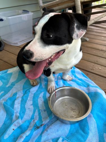 Image of Buddy