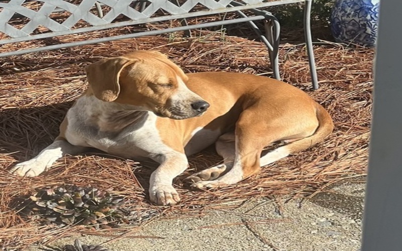 Image of Humphrey