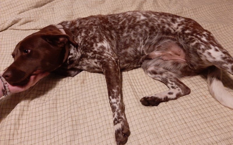 Image of Brown dog