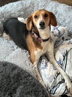 Image of Houdini (Binky)