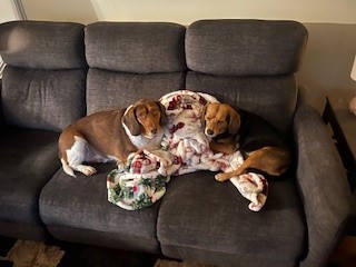 Image of Bayleigh Brown small beagle    Jax    large brown and white beagle