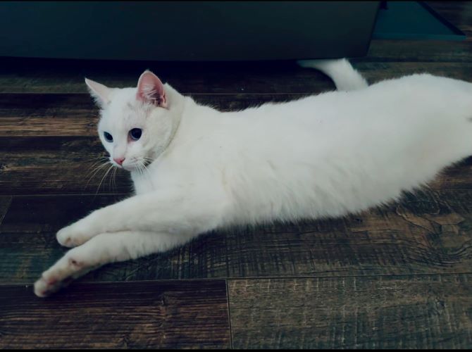 Image of Chase
