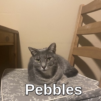 Image of Pebbles