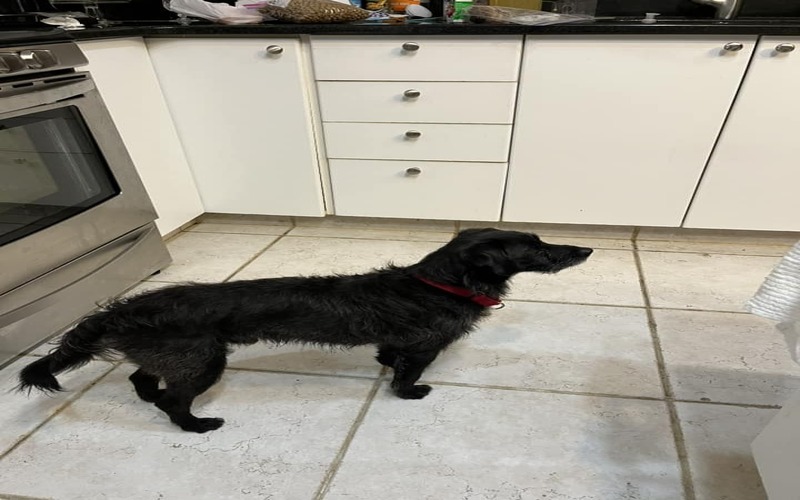 Image of Joey