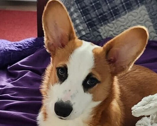 Image of Bandit