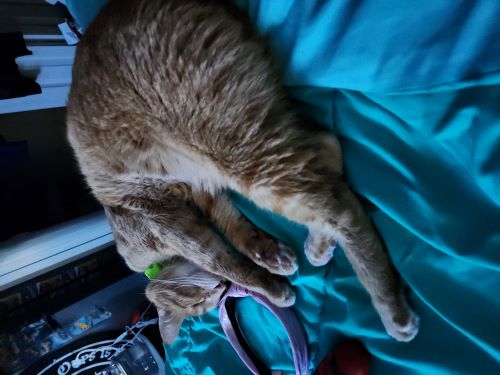 Image of Leo Mullins 