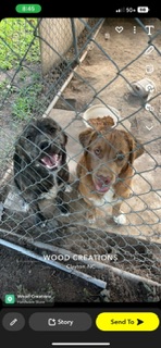 Image of Canelo and Tigre 