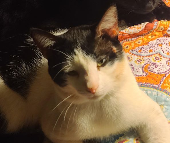 Image of Oreo
