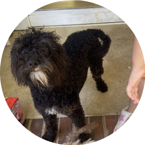 view-pet-poster-and-contact-information-animal-services-johnston