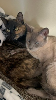 Image of Manchas and Luna