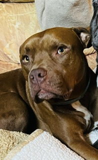 Image of Ryder & Tater