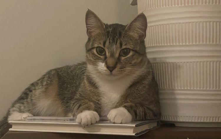 Image of Marshmallow “Baby Kitty”