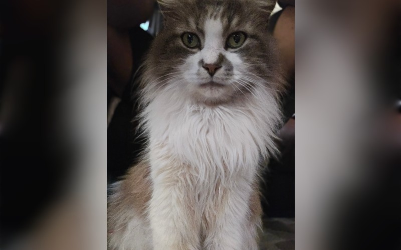 Image of Tom