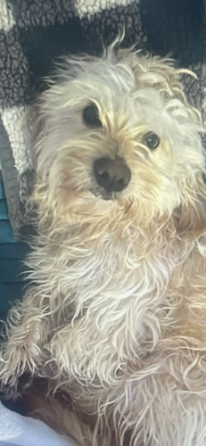 Image of Happy