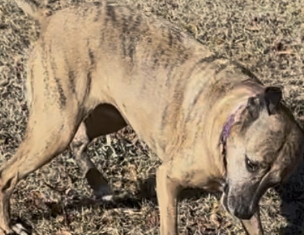 Image of Nala