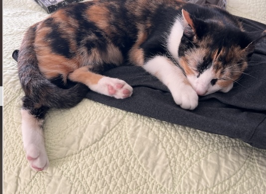 Image of Cocoa