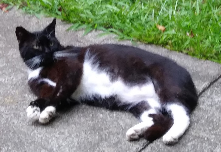 Image of Sox (or Socks)