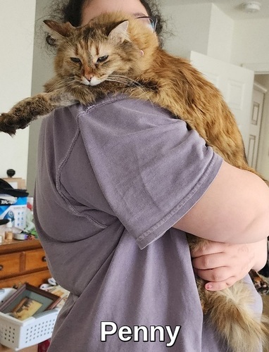 Image of Penny