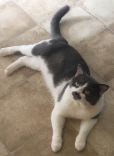 Image of Mister Aster Man 