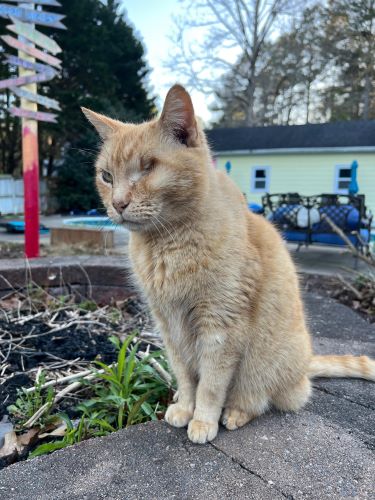 Image of Buddy Boots