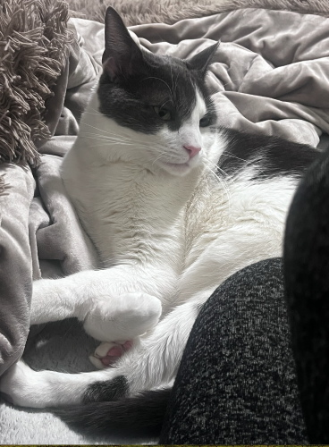Image of Dubu