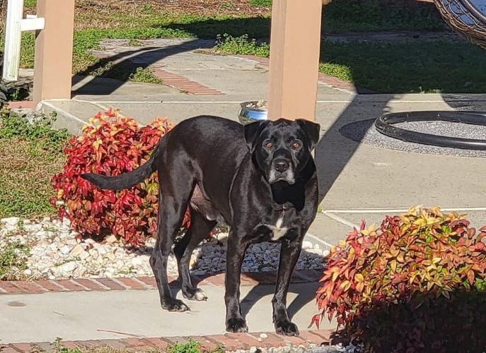 Image of black or negrito