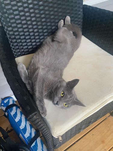 Image of Cinder