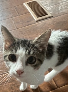 Image of Luna 