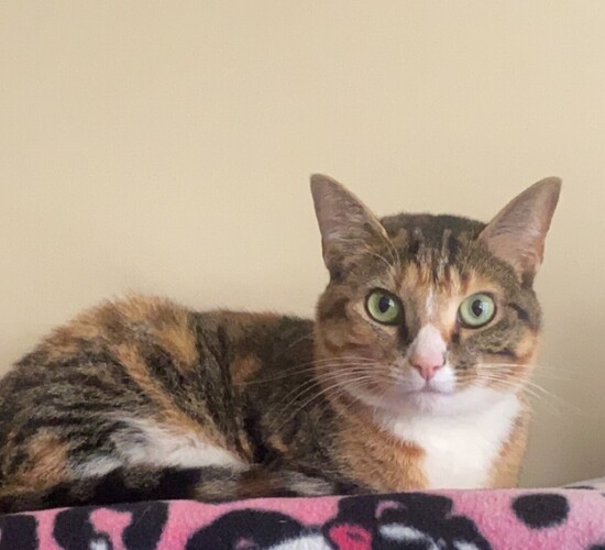 Image of Penny