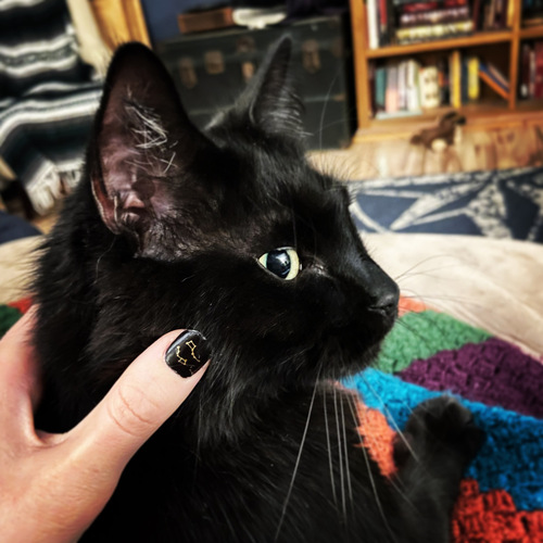 Image of Reaper (& answers to “catto”)