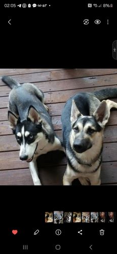 Image of Mishka and Kiara