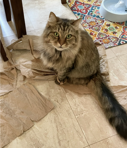Image of Meeko