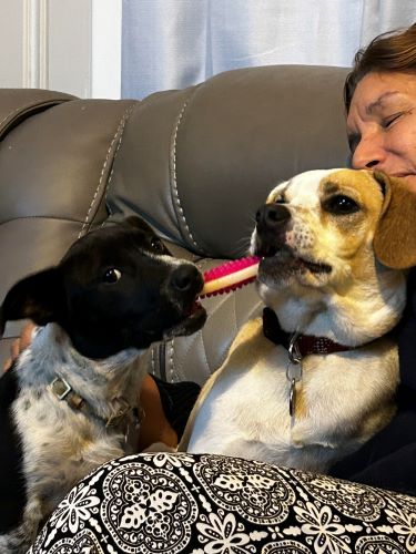 Image of Mallard&Remmy