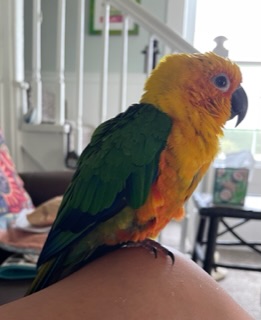 Image of Colores/Coco