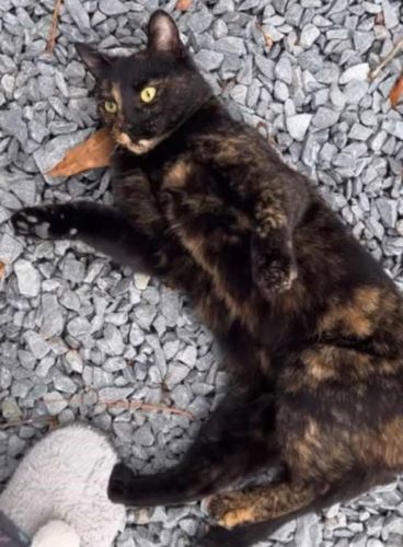 Image of Twinkle