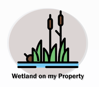 Wetland on my property