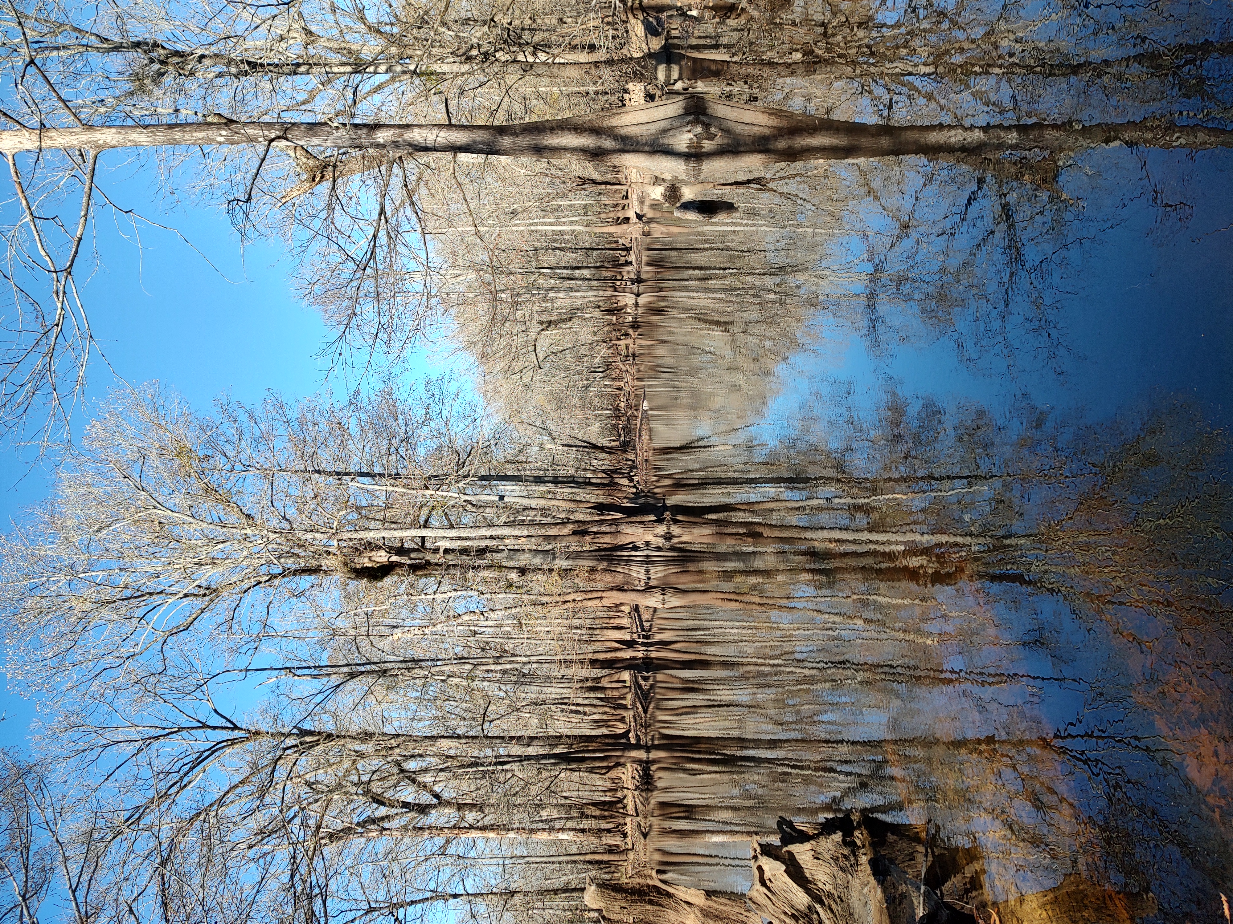 Picture of Black Creek at Rose Dairy Nature Preserve