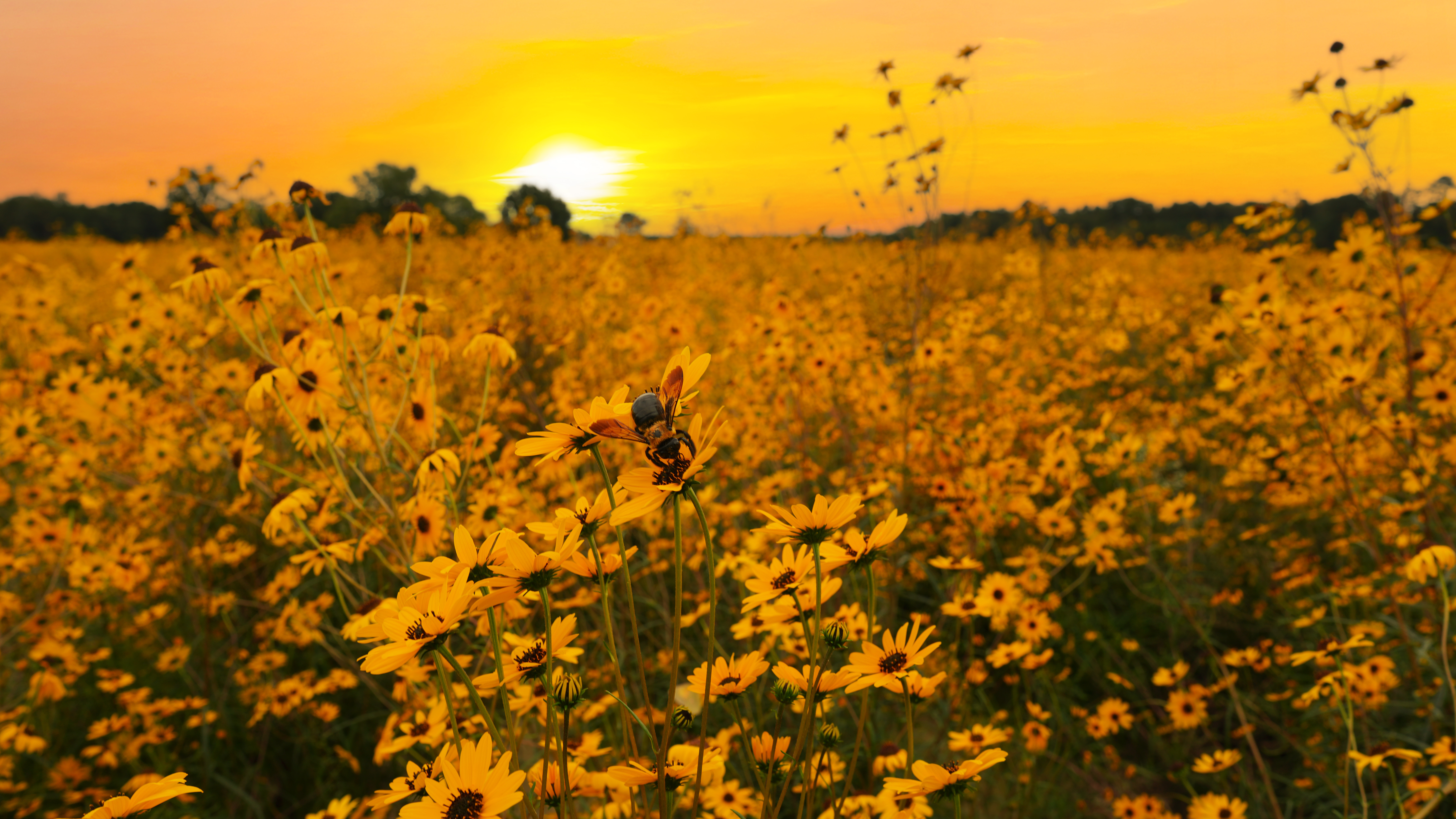 Picture of bee on sunflower at Rose Dairy Nature Preserve