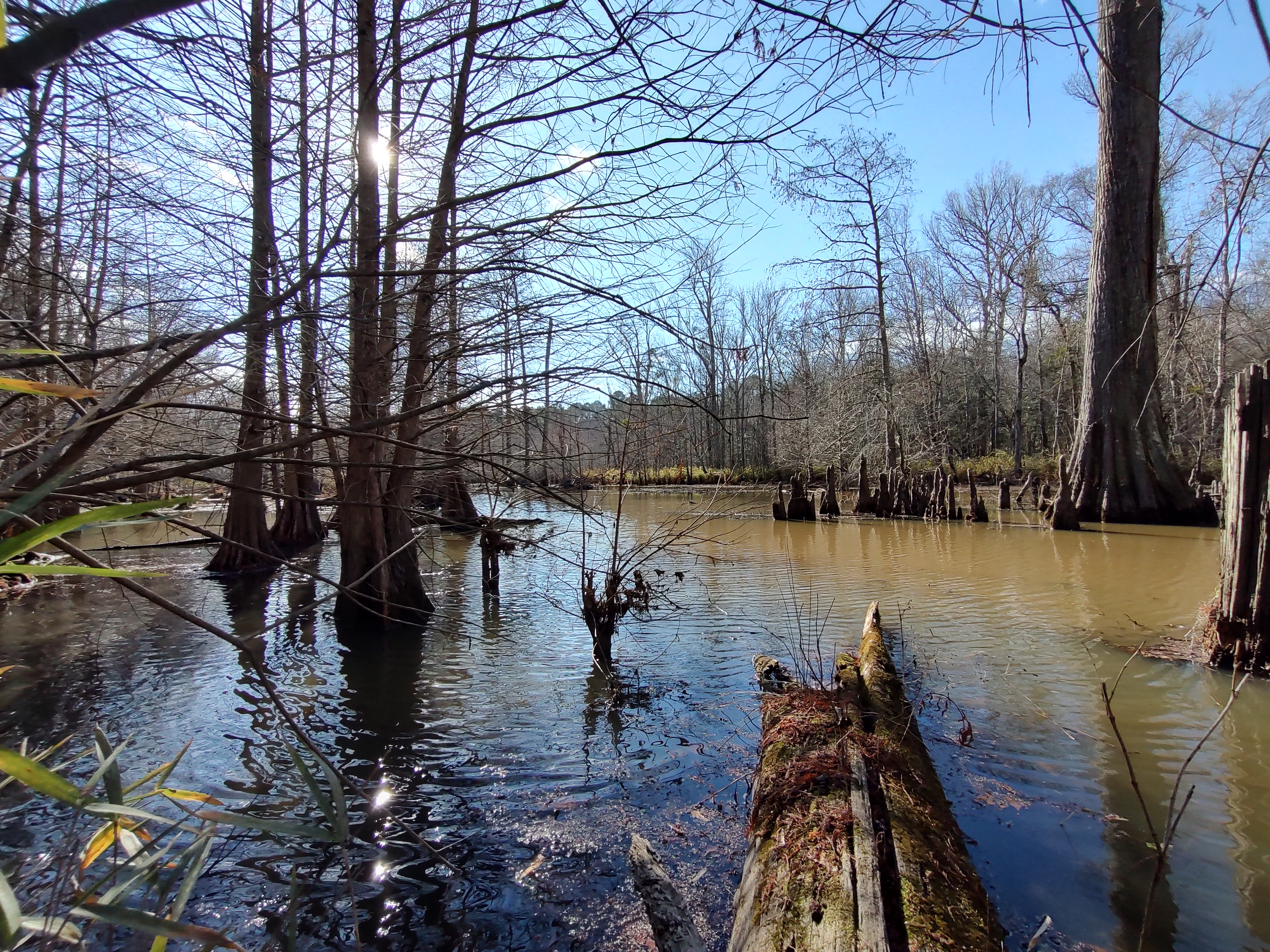 Picture of wetland area at Rose Dairy Nature Preserve