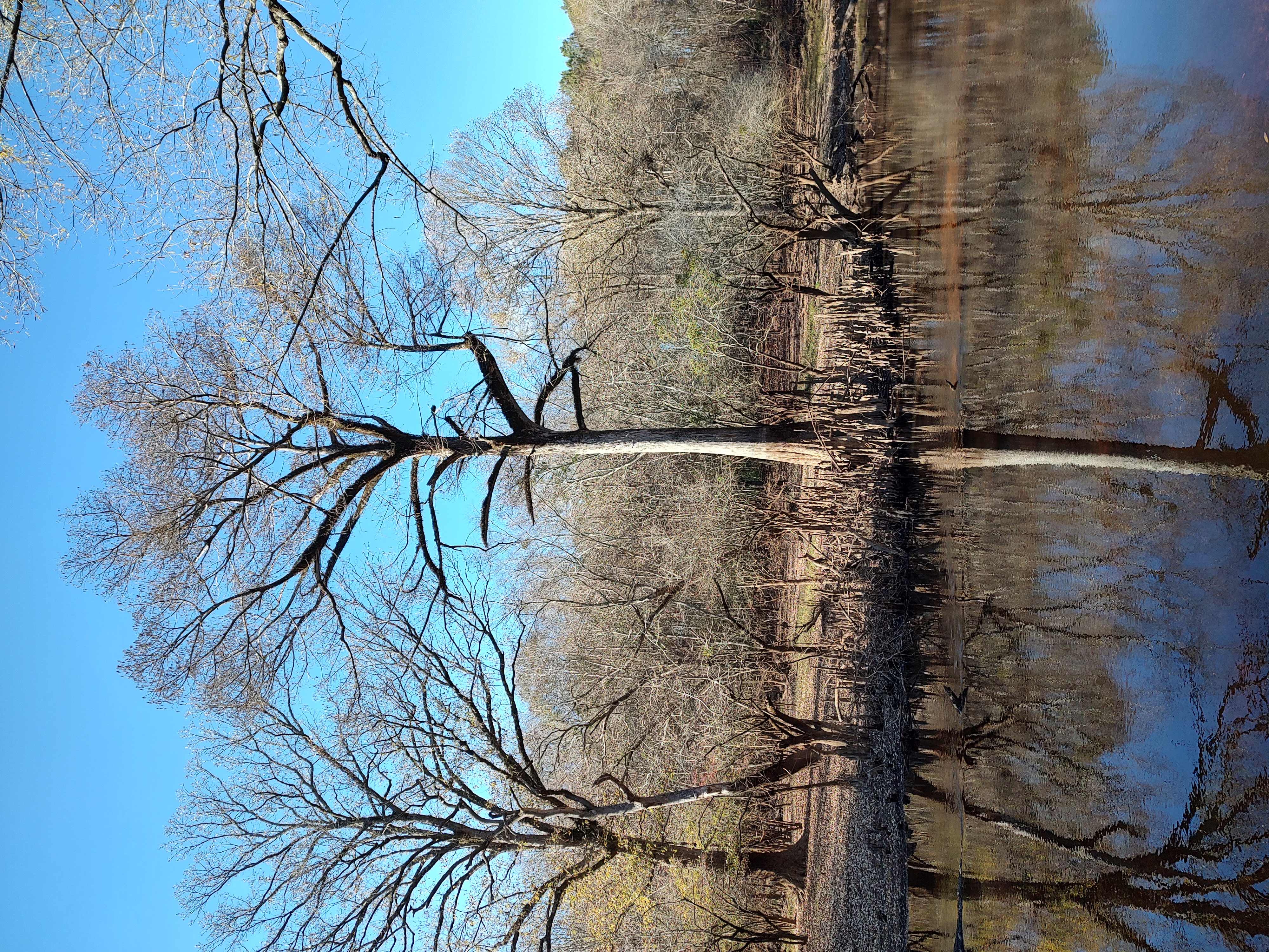 Picture of cypress tree at Rose Dairy Nature Preserve