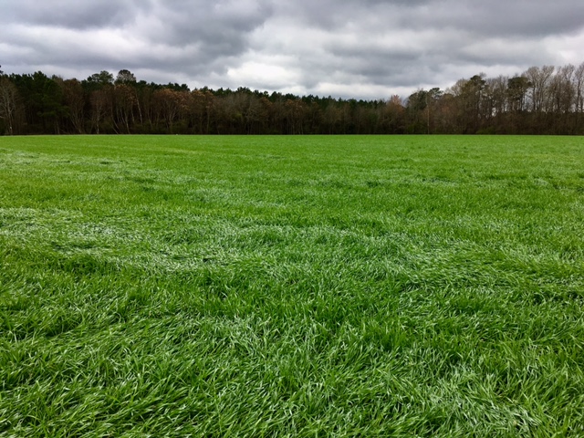 Image of Cover Crop